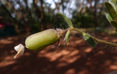 Crotalaria prostrata