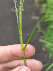 Eragrostis albensis