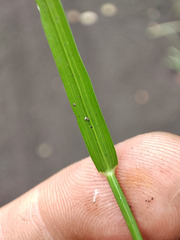 Eragrostis albensis