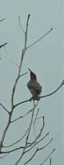 Myzomela obscura