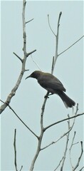 Myzomela obscura