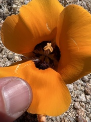 Calochortus kennedyi kennedyi
