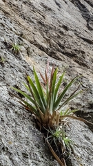 Tillandsia religiosa