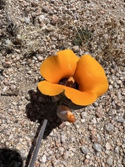 Calochortus kennedyi kennedyi
