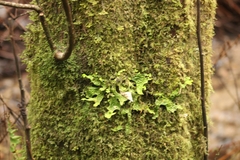 Lobaria