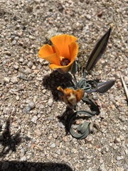 Calochortus kennedyi kennedyi
