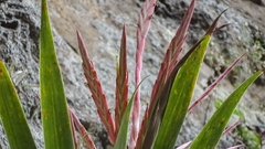 Tillandsia religiosa