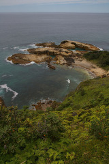 Gleichenia rupestris