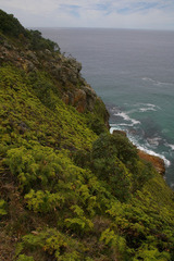 Gleichenia rupestris
