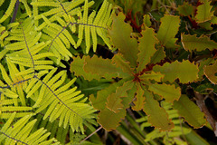 Gleichenia rupestris