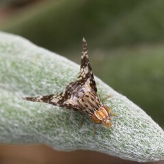 Austrotephritis fuscata