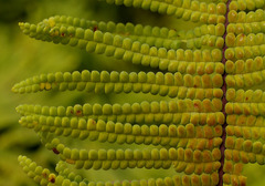 Gleichenia rupestris