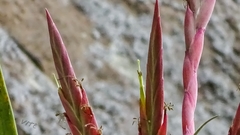 Tillandsia religiosa
