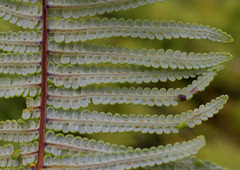 Gleichenia rupestris