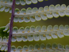 Gleichenia rupestris