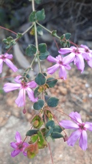 Tetratheca hirsuta