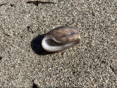 Bulla occidentalis