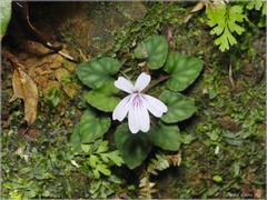 Viola formosana