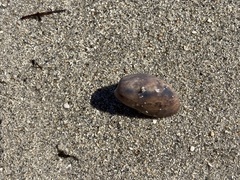 Bulla occidentalis