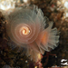 Horseshoe Worms - Photo (c) whodden, some rights reserved (CC BY-NC), uploaded by whodden