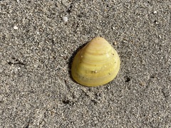 Laevicardium serratum