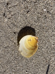 Laevicardium serratum