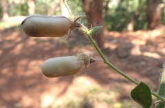 Crotalaria prostrata