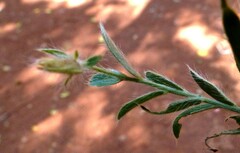 Crotalaria prostrata