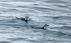 Pygoscelis antarcticus