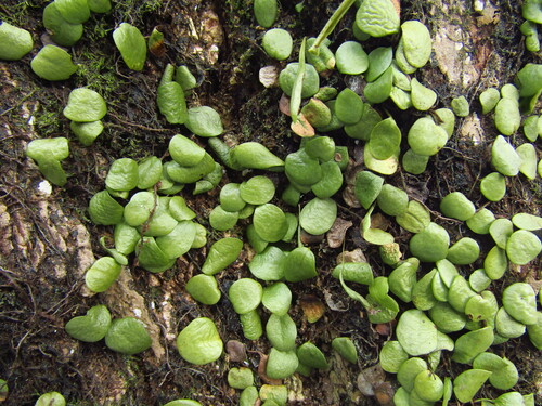 Lepisorus microphyllus, photograph 6