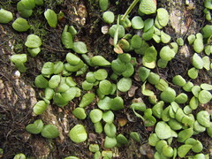 Lepisorus microphyllus, photograph Samuele Papeschi, CC BY, iNaturalist via GBIF