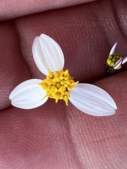 Coreocarpus parthenioides