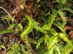 Dicranopteris