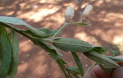 Crotalaria prostrata