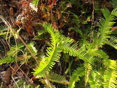 Dicranopteris
