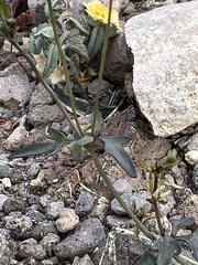 Coreocarpus parthenioides