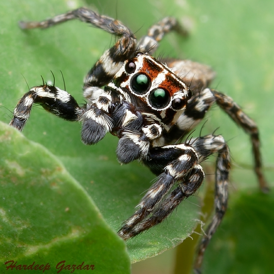 Plexippus ignatius