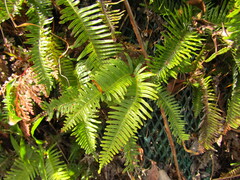 Dicranopteris