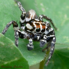 Plexippus ignatius
