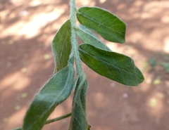 Crotalaria prostrata
