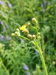 Sonchus arvensis uliginosus