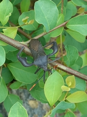 Anoplocnemis curvipes
