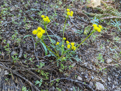 Lomatium martindalei