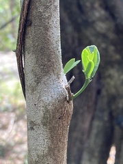 Phoradendron quadrangulare