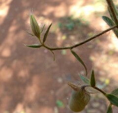 Crotalaria prostrata