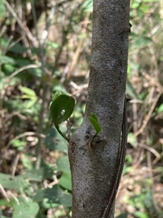Phoradendron quadrangulare