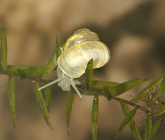 Valvata piscinalis