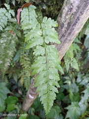 Asplenium cuneatiforme
