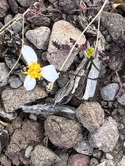 Coreocarpus parthenioides