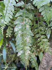 Asplenium cuneatiforme